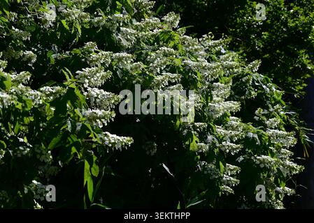 Oakleaf Hortensie (Hydrangea quercifolia) Blüten. Sie produziert im Frühsommer weiße Blüten in kegelförmigen Clustern. Stockfoto