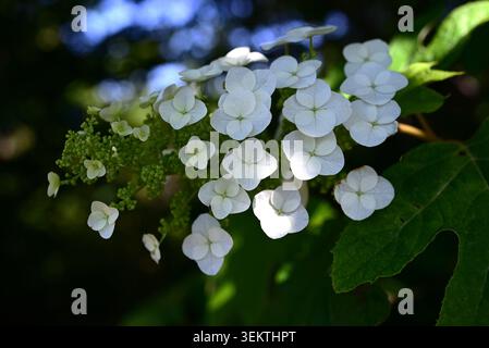 Oakleaf Hortensie (Hydrangea quercifolia) Blüten. Sie produziert im Frühsommer weiße Blüten in kegelförmigen Clustern. Stockfoto
