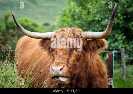 Nahporträt eines Ginger Scottish Highland Rindes mit Zunge, Schottland Stockfoto