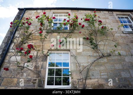 Blühender roter Rosenbusch, der auf einer traditionellen Steinhausfassade mit weißen Fenstern klettert, die blauen Himmel und Wolken reflektieren Stockfoto