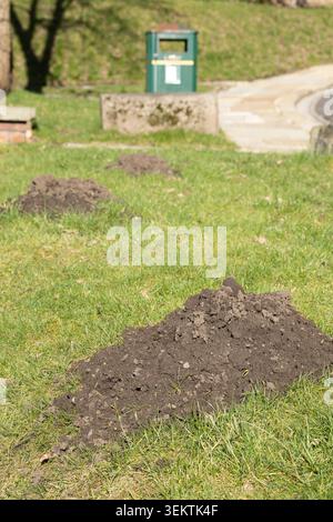 Frische Maultiere auf grünem Gras im Garten, Schädlingsbekämpfungskonzept Stockfoto