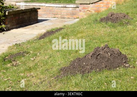 Frische Maultiere auf grünem Gras im Garten, Schädlingsbekämpfungskonzept Stockfoto