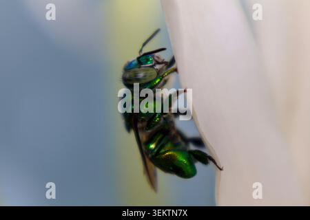 Metallic Green Orchid Bee Nahaufnahme mit verschwommenem Hintergrund Stockfoto