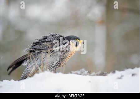Wanderfalke im Schneewald Close-up Seitenprofil mit flauschigen Federn und gelbem Auge Stockfoto