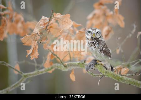 Kleine Eule mit Mausebeute, die auf moosy Branch im Winterwald zwischen trockenen Blättern thront Stockfoto