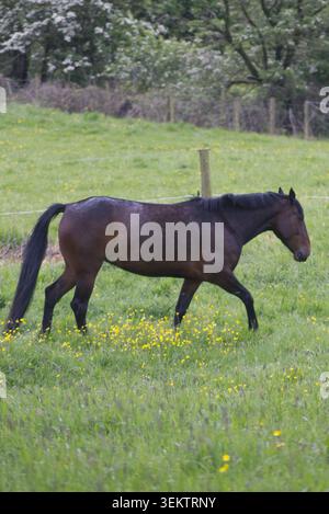 Vollständiges Profil von einem wunderschönen Pferd aus dunkler Bucht, das frei über ein üppiges grünes Weidefeld mit gelben Wiesenblumen trabt Stockfoto
