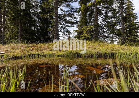 Eine ruhige Landschaft mit einem ruhigen Bergteich, der das üppige Grün der Umgebung und die hohen Kiefern reflektiert. Das stille Wasser erzeugt einen mirr Stockfoto