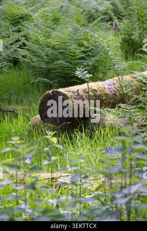 Weitwinkelaufnahme mit Fokus auf einen gefallenen Baumstamm, der über einem moosigen grasbewachsenen Damm liegt. Stockfoto