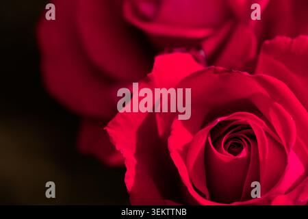 Tiefrote Rosen im dramatischen Licht, die luxuriösen romantischen Blumenhintergrund schaffen Stockfoto