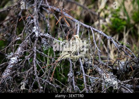 Nahaufnahme eines zarten Vogelnest, eingebettet in ein Gewirr von Zweigen, die mit Flechten bedeckt sind. Das Nest besteht aus feinem, trockenem Material und sitzt zwischen den Stockfoto