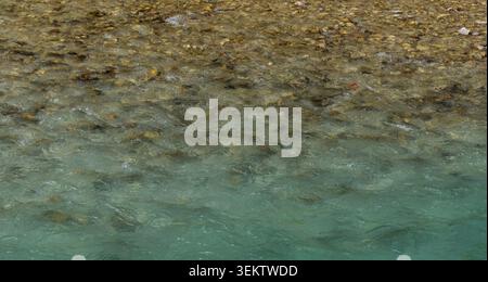 Klares, türkisfarbenes Flusswasser, das über Natursteine fließt und eine frische, abstrakte Naturtextur schafft. Stockfoto