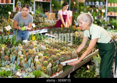 Alte Verkäuferin, die Kaktus in Blumentöpfen hält, auf dem offenen Pflanzenmarkt Stockfoto