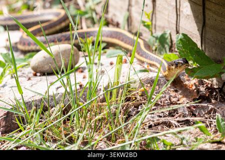 Strumpfschlange Thamnophis sirtalis, neben einem Holzgebäude Stockfoto