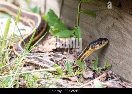 Strumpfschlange Thamnophis sirtalis, neben einem Holzgebäude Stockfoto