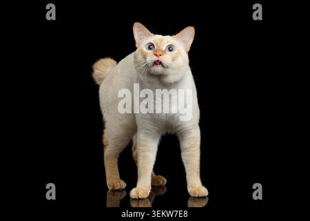 Neugierige Rasse Mekong Bobtail Katze blau Augen, stehend und schauend, geleckt, isoliert Schwarzer Hintergrund, Farb-Punkt Pelz, ohne Schwanz, Fragen nach Essen Stockfoto