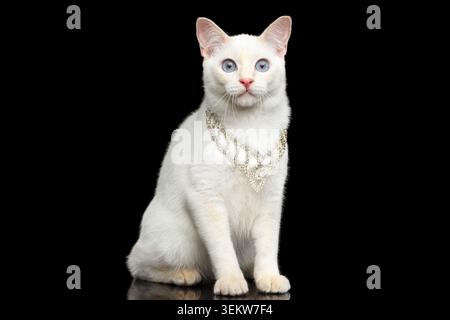 Wunderschöne blauäugige weibliche Katze der Rasse Mekong Bobtail, sitzend mit Schmuck, isolierter schwarzer Hintergrund, Farbpunkt Beige Pelz Stockfoto