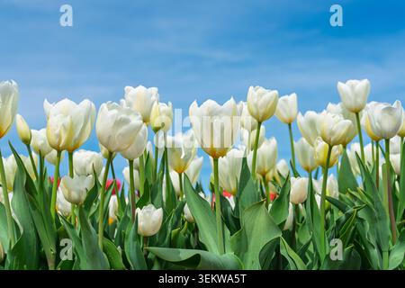 Feld der weißen Triumph Tulpenblüten, die im Frühjahr vor einem blauen Himmel in den Niederlanden blühen Stockfoto