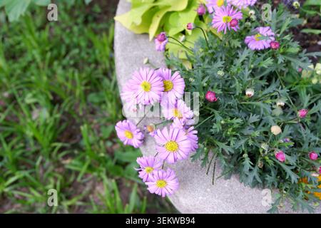 Nahaufnahme von blühenden violetten marguerite-Gänseblümchen (Argyranthemum frutescens), die im Frühjahr in Peking, China, in einem Pflanzgefäß wachsen. Stockfoto