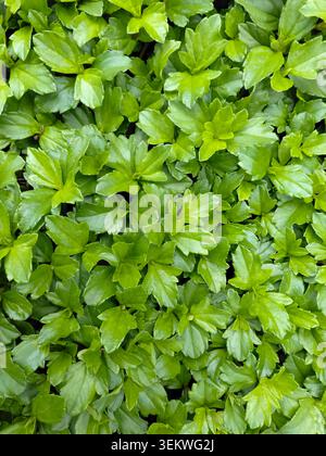 Eine vertikale Vollformataufnahme mit einem dichten, lebendigen Teppich aus grünen Sphagneticola trilobata-Blättern, die ein frisches und strukturiertes natürliches Muster erzeugt Stockfoto