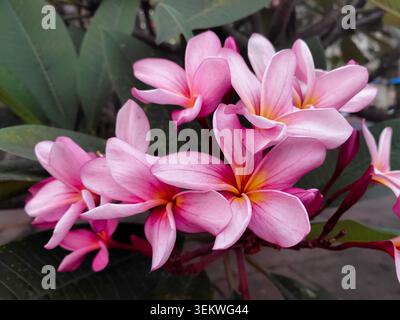 Eine wunderschöne Nahaufnahme von blühenden rosa Plumeria frangipani-Blüten mit gelben Zentralen, die in einem üppigen tropischen Garten wachsen, umgeben von grünem L Stockfoto