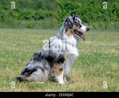 der australische Schäferhund trainiert in einem Club für den Gehorsams-Wettbewerb Stockfoto