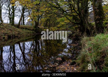 Der Fluss Wharfe fließt ruhig unter einem Baldachin aus Reifen Herbstbäumen mit Reflexionen auf der Wasseroberfläche in Wharfedale Stockfoto