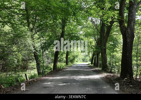 Schattige Woodland Road Durch Dichten Green Forest. Eine ruhige, unbefestigte Straße, die sich durch einen dichten grünen Wald unter einem Baldachin von Reifen Bäumen erstreckt. Stockfoto