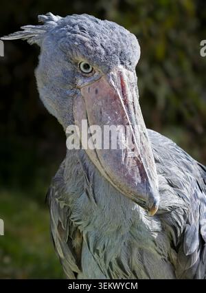 Schuhschnabel Stockfoto