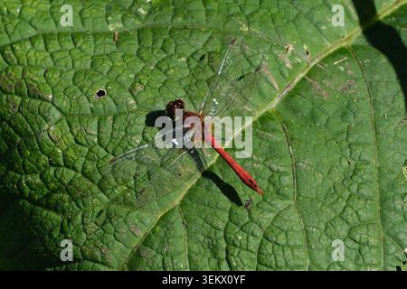 Ruddy Dart Libelle (Sympetrum sanguineum) männlich mit hellrotem Körper, der bei sonnigem Wetter auf einem leuchtend grünen Blatt sitzt Stockfoto
