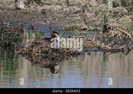 Der große Schurken-Grebe saß auf einem Nest in Stodmarsh NNR kent Stockfoto