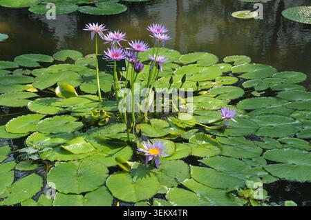 Lila Seerosen (Nymphaea) blühen zwischen schwimmenden Lilienpads in einem Teich im Botanischen Garten von Padua (Orto Botanico di Padova), Veneto, Italien Stockfoto