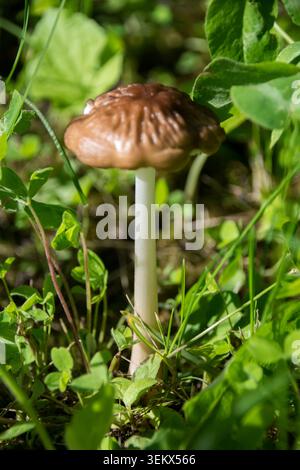 Pilze, die im Gras wachsen, kommen oft auf Rasenflächen, Wiesen oder Parks vor, besonders im Spätsommer und während des Herbstes, nach Regenperioden. Stockfoto