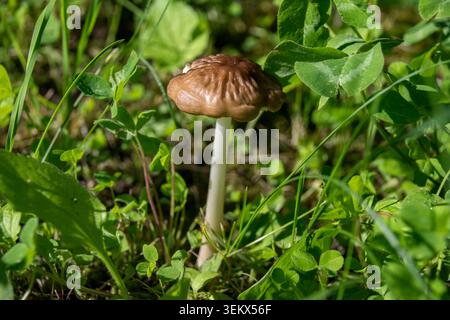 Pilze, die im Gras wachsen, kommen oft auf Rasenflächen, Wiesen oder Parks vor, besonders im Spätsommer und während des Herbstes, nach Regenperioden. Stockfoto