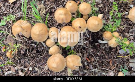 Champignon-Pilze aus dem Feenring, die im Dreck wachsen Stockfoto