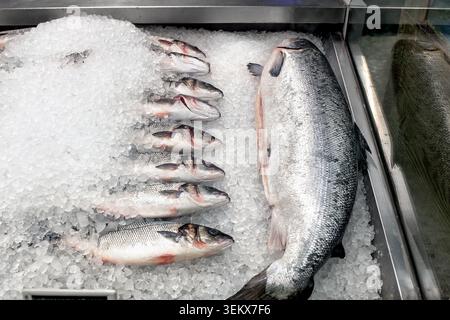 Roher, frischer Wolfsbarsch in Reihen neben einer ganzen großen Forelle auf zerstoßenem Eis in einem Lebensmittelgeschäft, Meeresfrüchte-Theke. Stockfoto