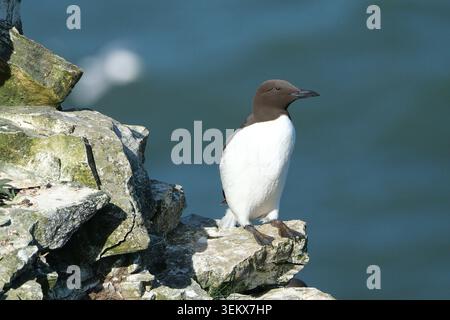 Gemeine guillemot, die an sonnigen Tagen auf einem hohen Felsen auf das Meer blickt Stockfoto