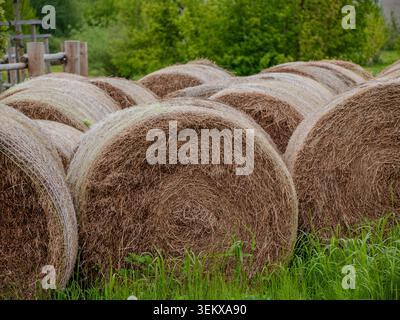 Große runde Heuballen ruhen im Sommer auf einem üppig grünen Ackerfeld, umgeben von Bäumen und ländlicher Natur. Stockfoto