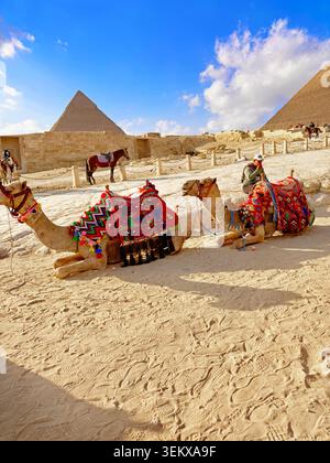 Luxor, Ägypten, 27. Dezember 2025 – bunt dekorierte Kamele in der Nähe der Pyramiden von Gizeh in Ägypten, die einen traditionellen Wüstentourismus einfangen Stockfoto