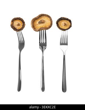 Trockene Shiitake-Pilze auf Gabel isoliert, roher Shitake auf Gabeln, gesunde organische asiatische Pilze, Gemeinsame chinesische essbare Shiitake-Pilze auf weißem Backgroun Stockfoto