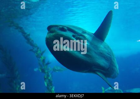 Ozean Sonnenfisch Mola Mola Mola schwimmt unter Wasser in der Nähe von Seetang in einem großen Aquarienbecken Stockfoto