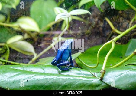 Leuchtend blauer Giftpfeilfrosch, der auf einem üppigen grünen Blatt in einem tropischen Terrarium thront Stockfoto