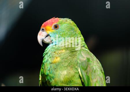 Grüner Papagei mit ausdrucksstarkem gelbem Auge und roter Krone Stockfoto