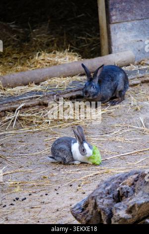 Kaninchen essen grünes Blattgemüse auf dem Boden mit einem Stall im Hintergrund Stockfoto