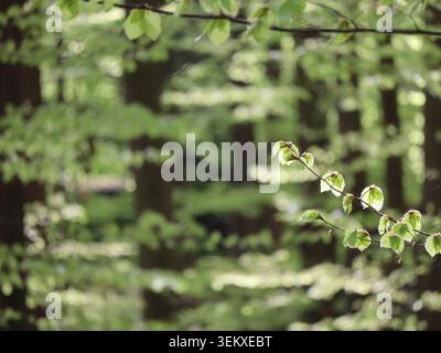 Frischer grüner Hopfen, der auf der Weinrebe in sonnendurchflutetem Waldunterholz mit natürlichem Bokeh-Hintergrund wächst Stockfoto