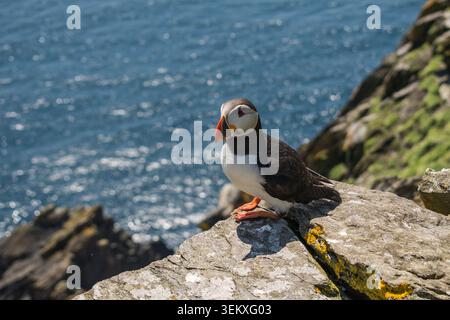 Atlantischer Puffin auf der Felsenklippe von Skellig Island mit Hintergrund des Ozeans und Sonnenlicht Stockfoto