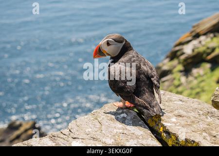 Atlantischer Puffin auf dem Coastal Rock auf Skellig Island mit Blick auf das Meer an einem sonnigen Tag Stockfoto