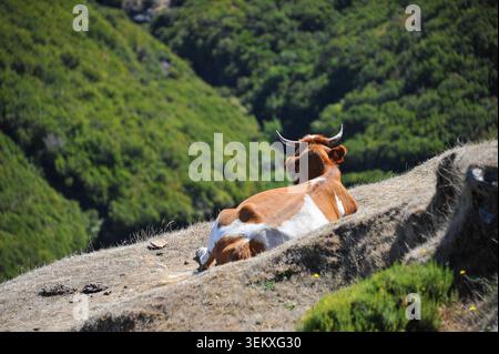 Braune und weiße Kuh auf Grassy Cliff Edge mit Green Valley unten Stockfoto