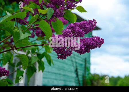 Leuchtend lila Blüten blühen auf einem belaubten Sträucher in einem Garten, erfasst bei natürlichem Tageslicht mit sanfter Hintergrundunschärfe. Stockfoto