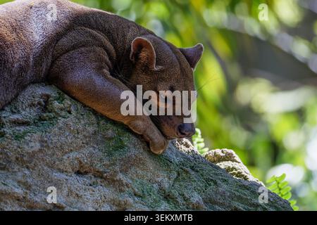 Nahaufnahme einer schlafenden Fossa cryptoprocta ferox auf einem sonnendurchfluteten Felsen im tropischen Wald, sanftem grünem Bokeh-Hintergrund, entspannte Tierszene. Stockfoto