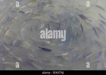 Große Schule von Forellenfischen, die im Naturteich unter Wasser schwimmen Stockfoto